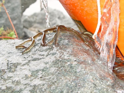 American eel