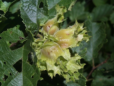 American hazel