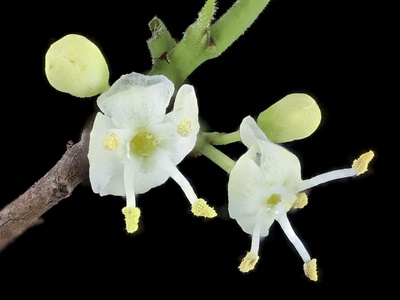 American holly