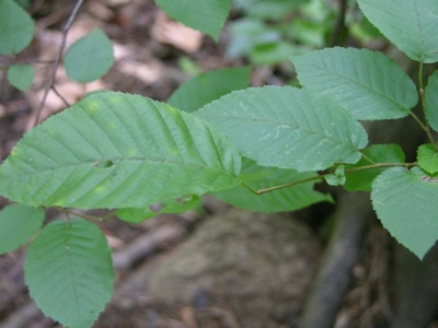American hornbeam