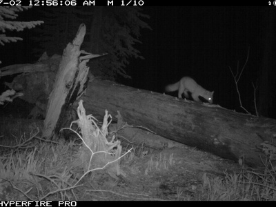 American Marten