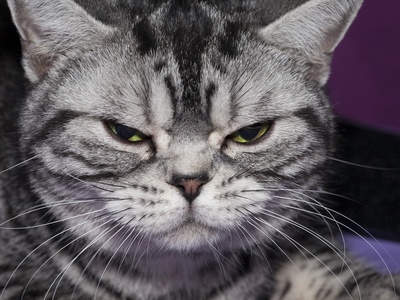 American Shorthair