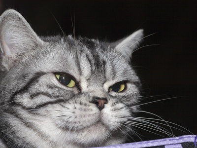 American Shorthair