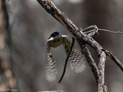 American Three-toed Woodpecker