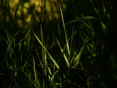 American Tussockgrass
