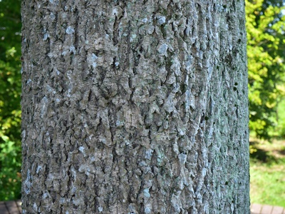 Amur Corktree