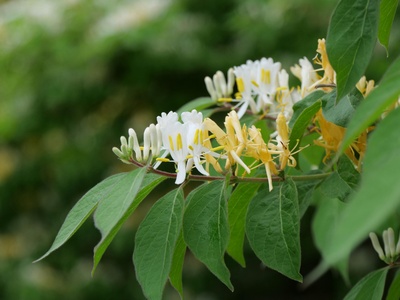 Amur Honeysuckle