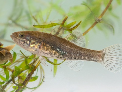 Amur sleeper