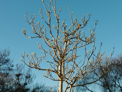 Ana tree (winterthorn)