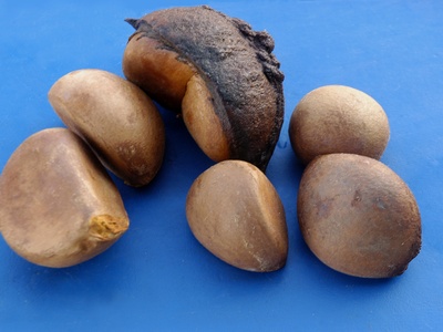 Andiroba