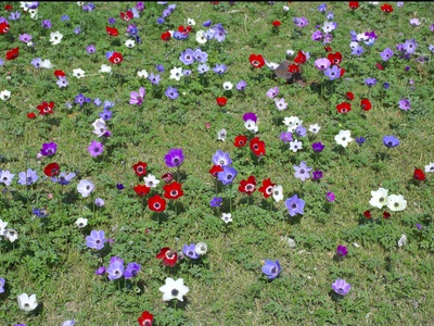Anemone