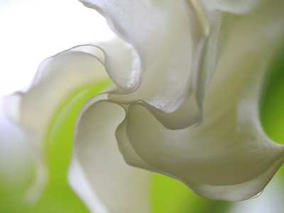 Angel's Trumpet