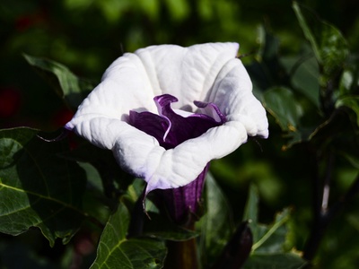 Angel's Trumpet