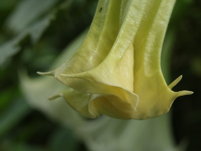 Angel's Trumpet