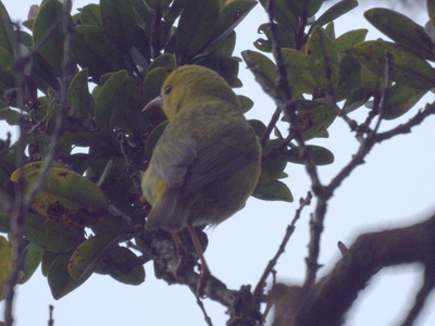 ʻAnianiau