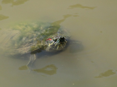 Annam pond turtle