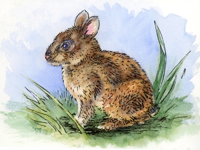 Annamite striped rabbit