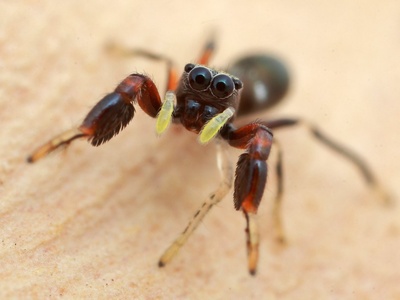 Ant-mimic Jumping Spider