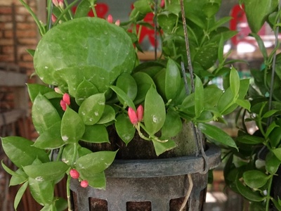 Ant plant