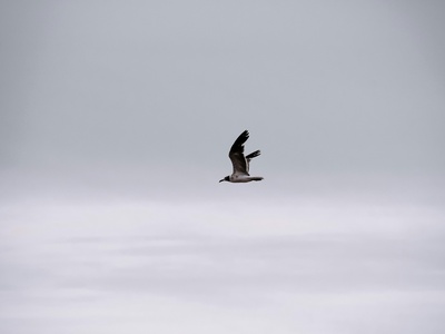 Antarctic Petrel