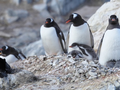 Antarctic Shag