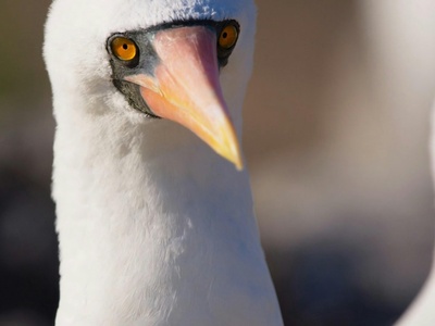 Antarctic Tern