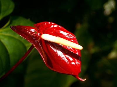 Anthurium