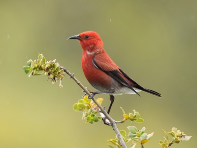 ʻApapane