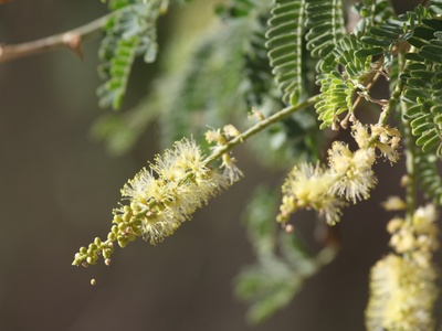 Apple-ring Acacia