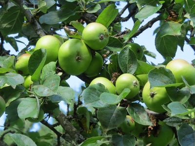 Apple