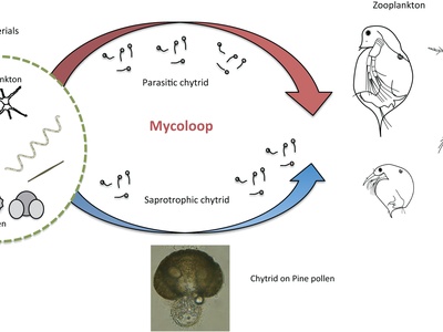 Aquatic Chytrid Fungi