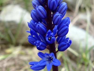 Arabian Scilla