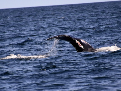 Arabian Sea Humpback Whale