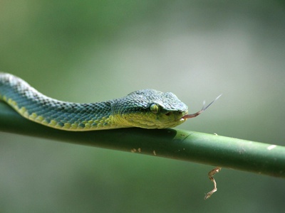 Arafura File Snake
