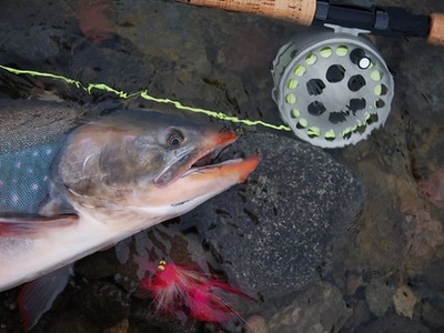 Arctic char