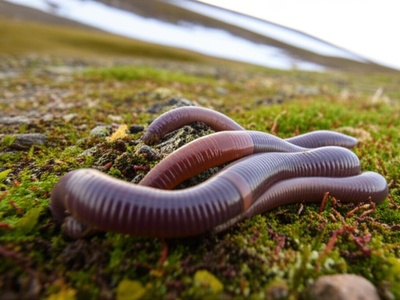 Arctic Earthworms