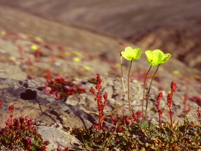 Arctic Poppy