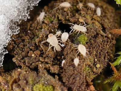 Arctic Springtails