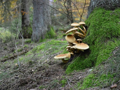 Arctic Wood-rotting Fungi