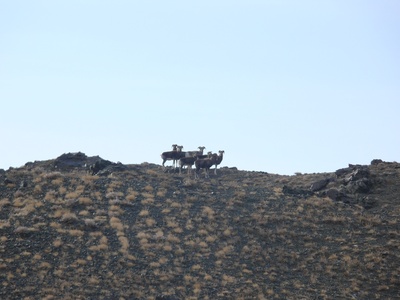 Argali