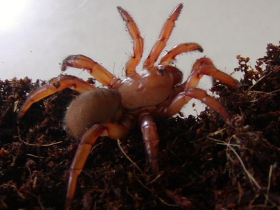 Armored Trapdoor Spider