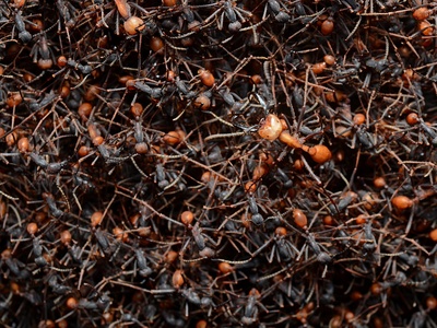 Army Ant