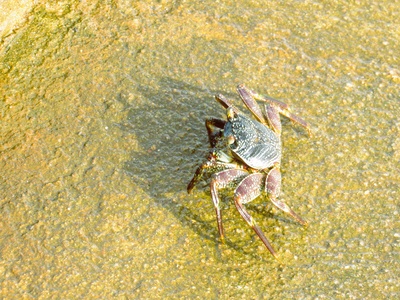 Arrow Crab