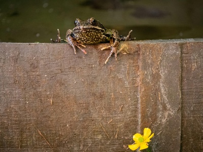 Arroyo Toad