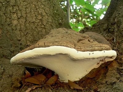 Artist's Conk