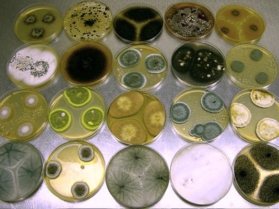 Ascomycetes