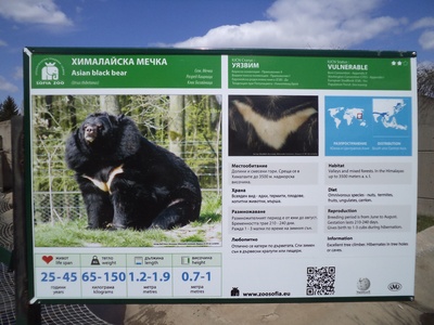 Asian black bear