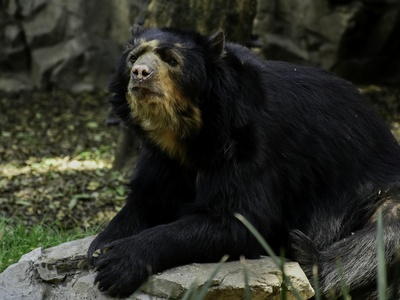 Asian black bear