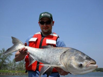 Asian carp (Bighead carp)*