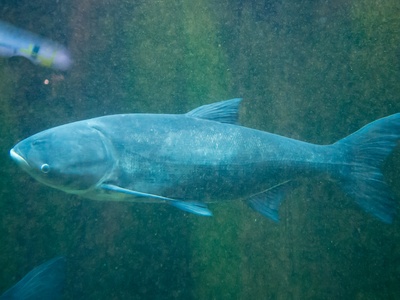 Asian carp (Black carp)